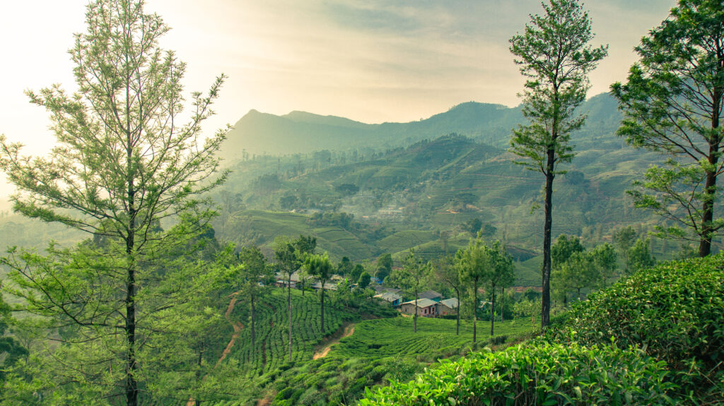Aerial view of surfers near Hikkaduwa beach. Hikkaduwa, Sri Lanka.