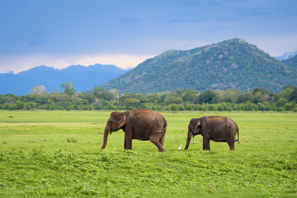 Elephants,In,Sri,Lanka.,Two,Young,Asian,Elephants,In,Minneriya