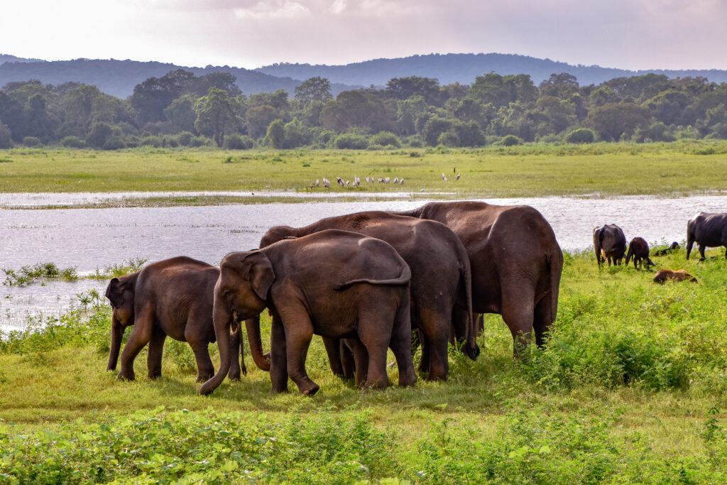 Elephants,In,The,Udawalawe,National,Park,On,Sri,Lanka